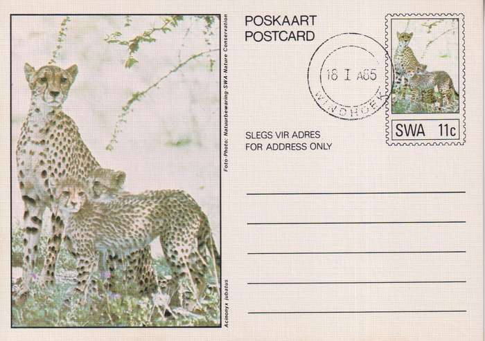 Post Card / Maxi Card
