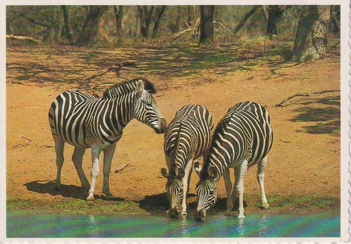 Post Card / Maxi Card