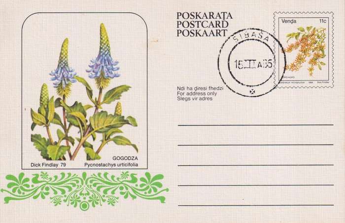Post Card / Maxi Card