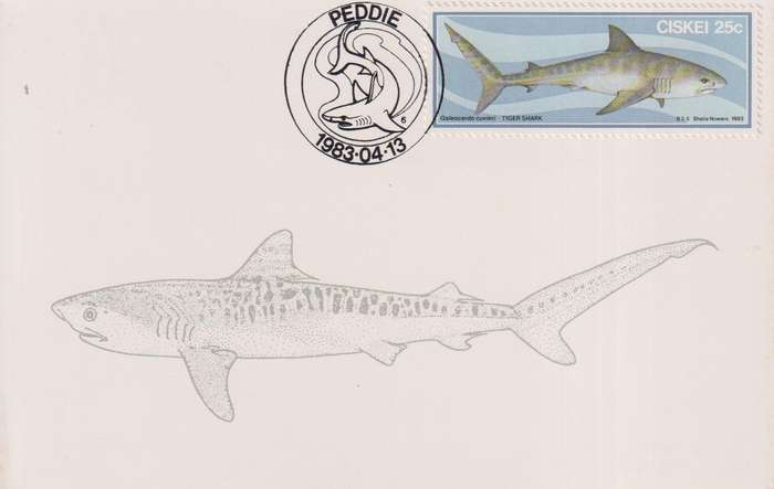 Post Card / Maxi Card