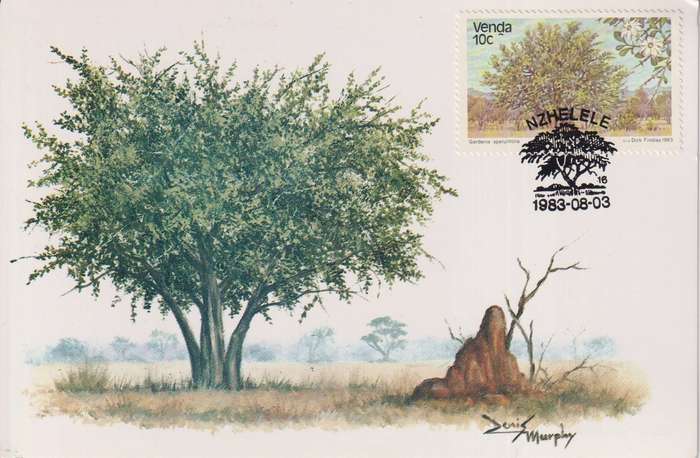 Post Cards / Maxi Card / Postal History