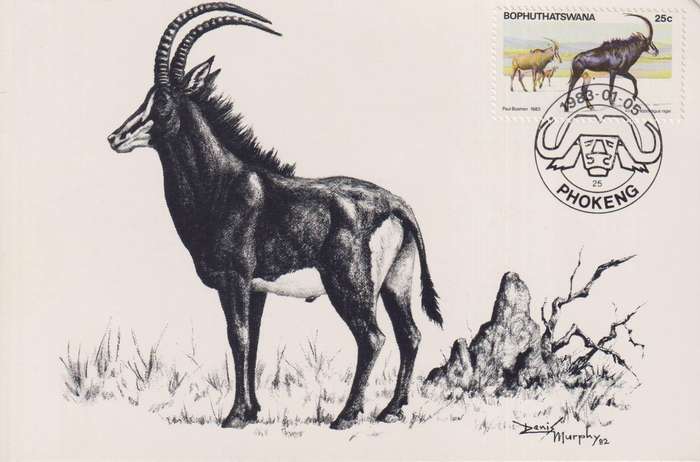 Post Cards / Maxi Card / Postal History