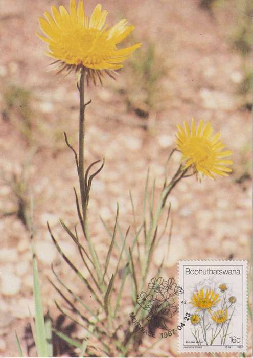 Maxi Card