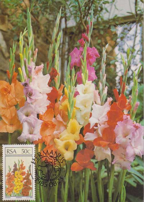 Maxi Card