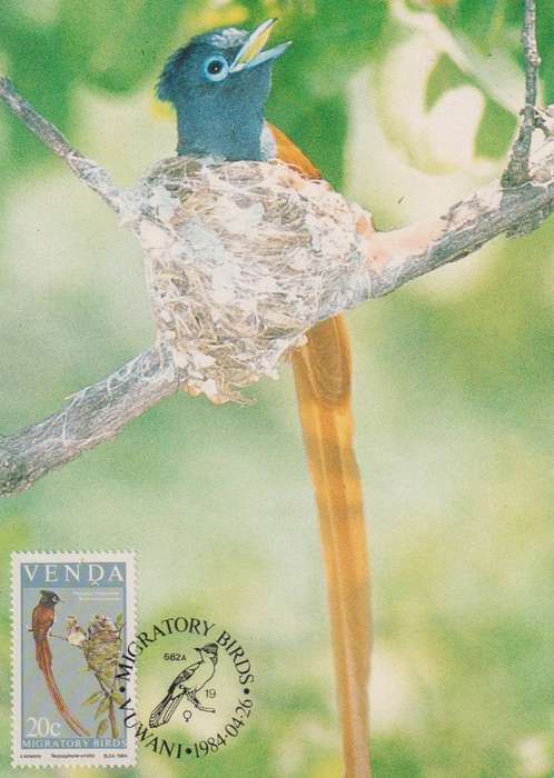 Maxi Card