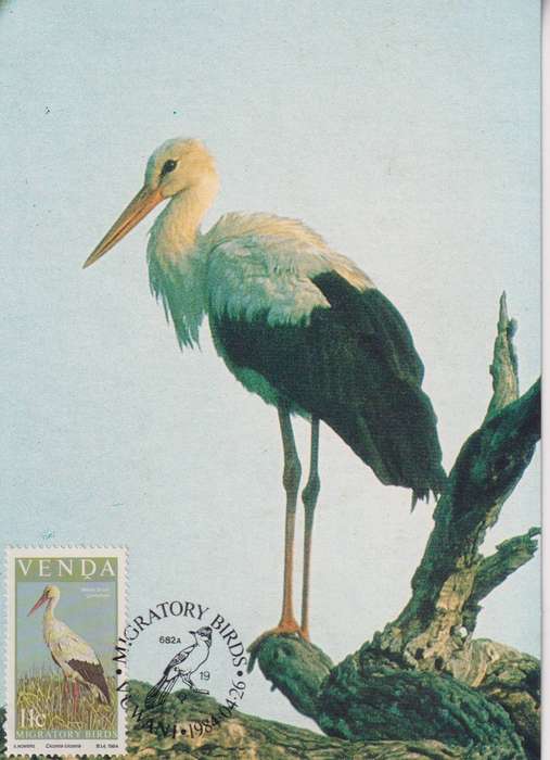 Maxi Card