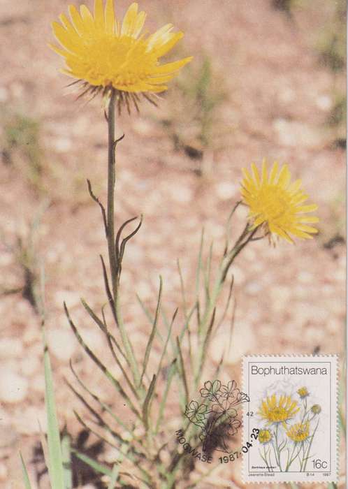 Maxi Card