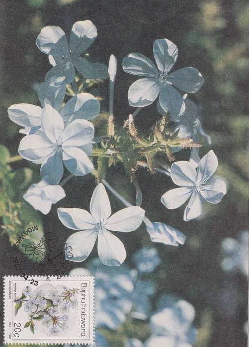Maxi Card