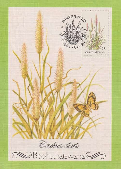 Maxi Card