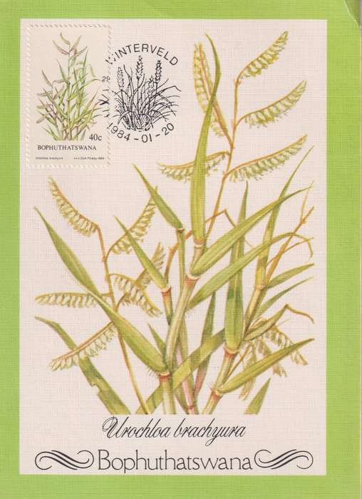 Maxi Card