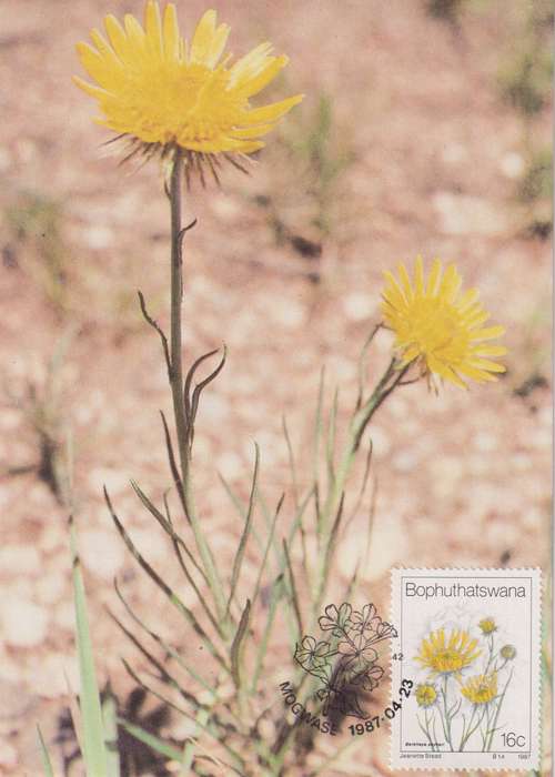 Post Cards / Maxi Card Not used