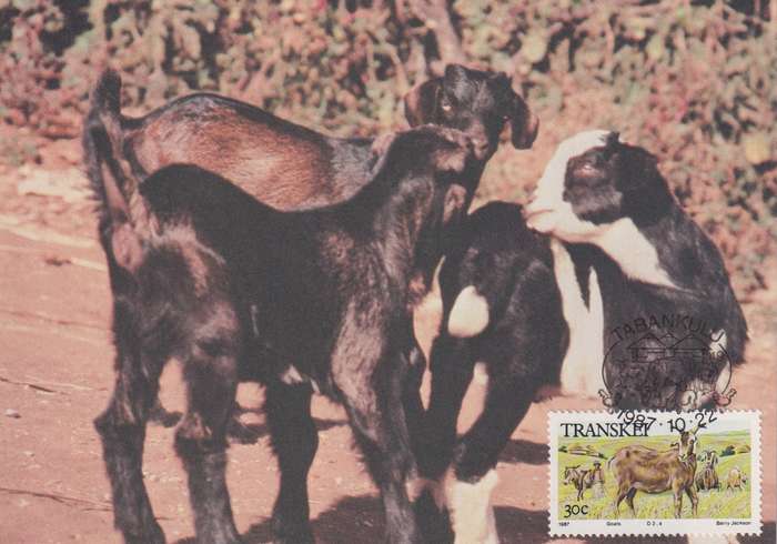 Post Cards / Maxi Card Not used