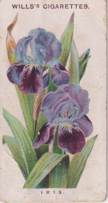 Cigarette Card Old English Garden Flower No. 19