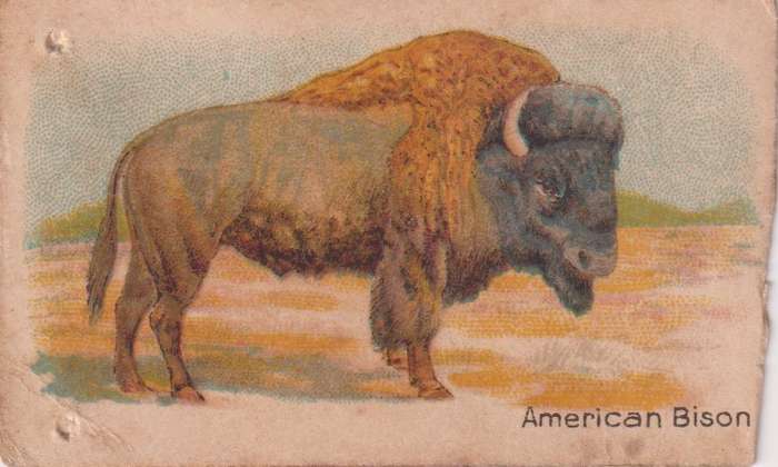 Cigarette Card  Africa Tabaco manufactures Limited Cape Town Animal 20