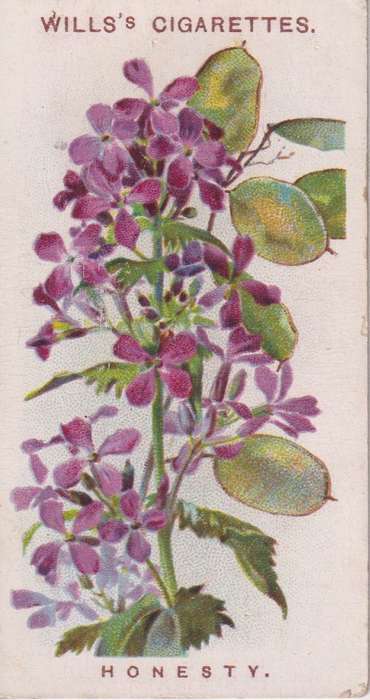 Cigarette Card Old English Garden Flower No. 26