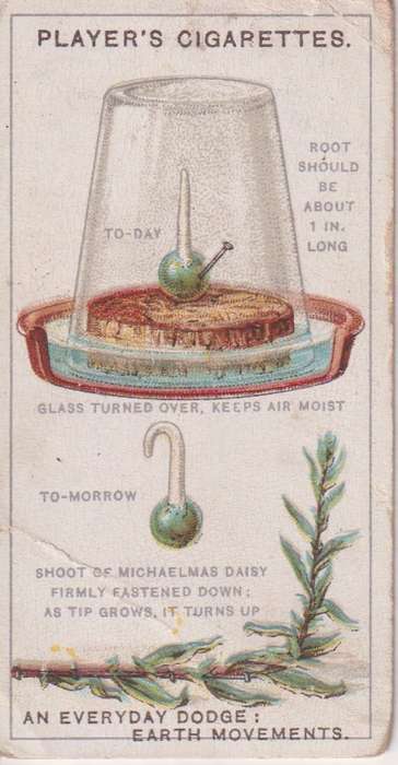 Cigarette Card Struggle for Existence No. 23