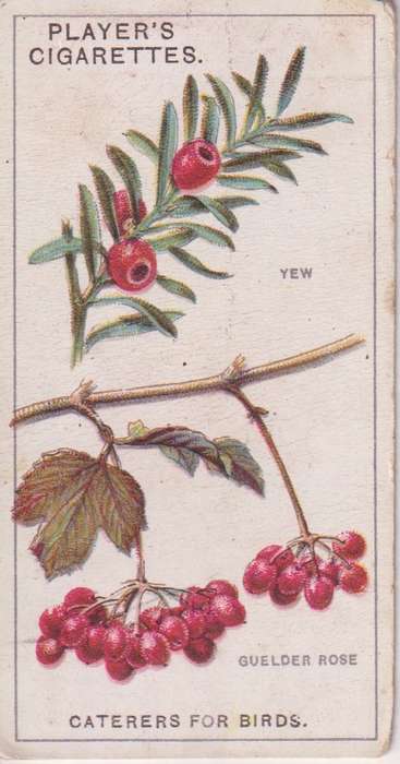Cigarette Card Struggle for Existence No. 15