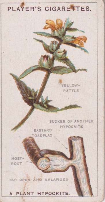 Cigarette Card Struggle for Existence No. 5