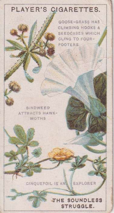 Cigarette Card Struggle for Existence No. 1