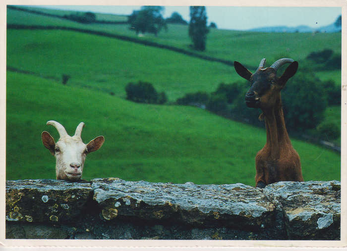 Post Cards / Maxi Card used