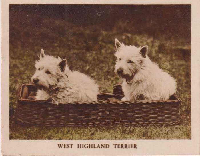 Cigarette Card Popular Dogs No. 48