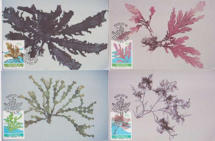 Maxi Card Set of 4 1988 Seaweed (Bid per pack to take all)