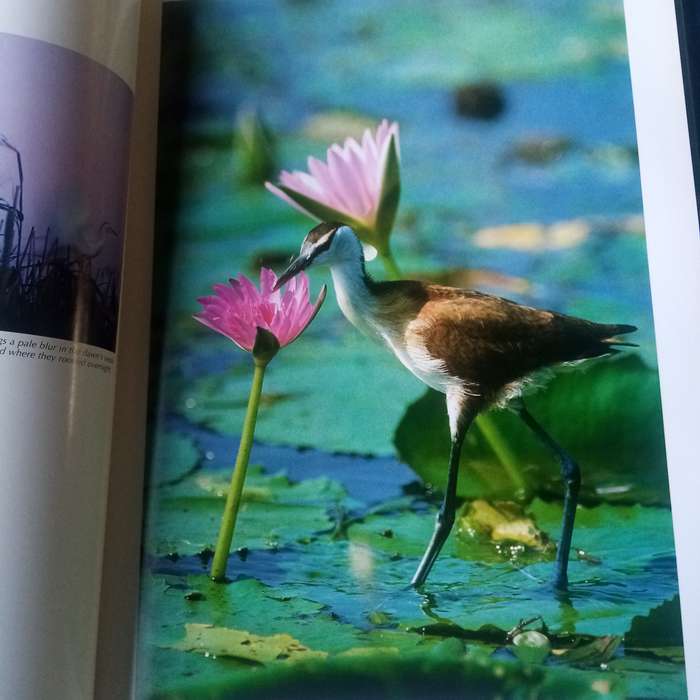 Spectacular World of Southern African Birds"  Reader's Digest Hardcover