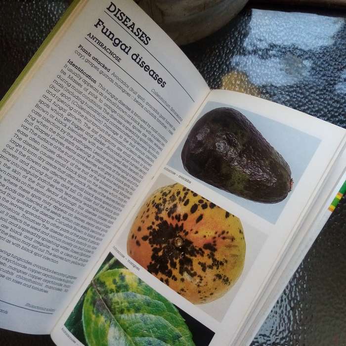 The Laymans Guide to Garden Pests and Diseases in South Africa - Essential Reference