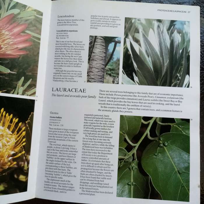 Everyone's Guide to Trees of South Africa by Paul & Meg Coates Palgrave  Your Essential Tree Ref