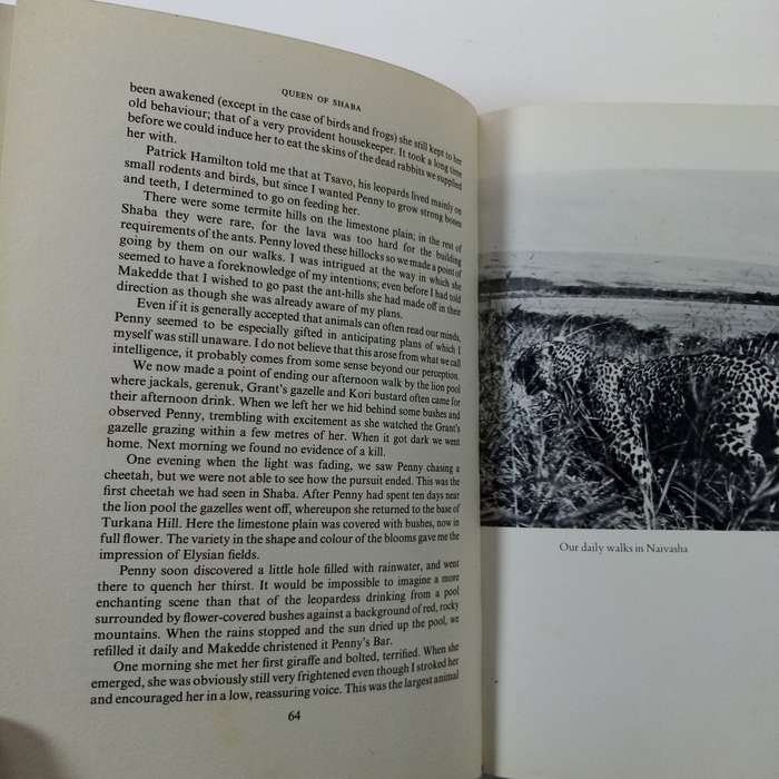 Queen of Shaba: The Story of an African Leopard by Joy Adamson - A Captivating Wildlife Tale