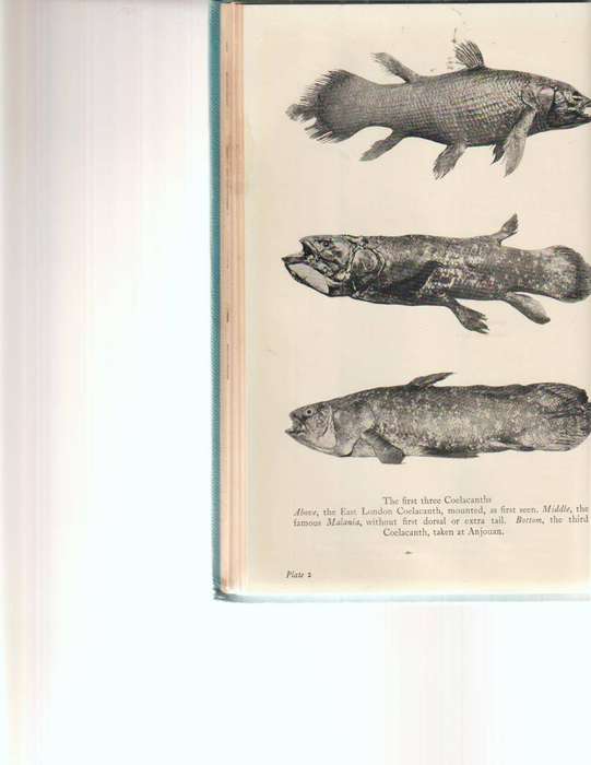 OLD FOURLEGS, THE STORY OF THE COELACANTH by J.L.B. SMITH