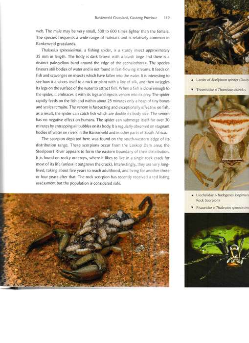 A LANDSCAPE OF INSECTS AND OTHER INVERTEBRATES