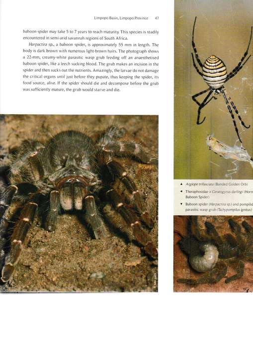 A LANDSCAPE OF INSECTS AND OTHER INVERTEBRATES