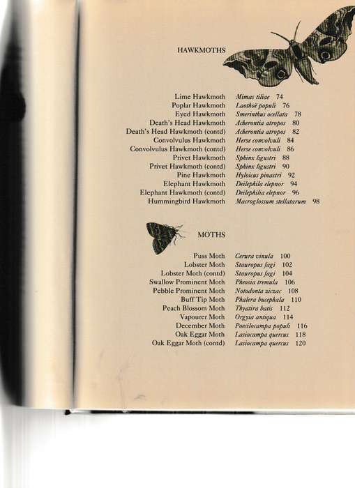 BUTTERFLIES AND MOTHS