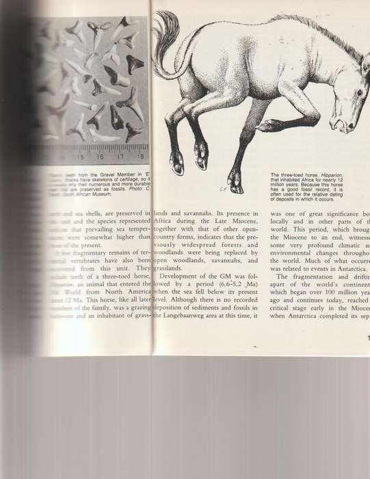 LANGEBAANWEG, A RECORD OF PAST LIFE