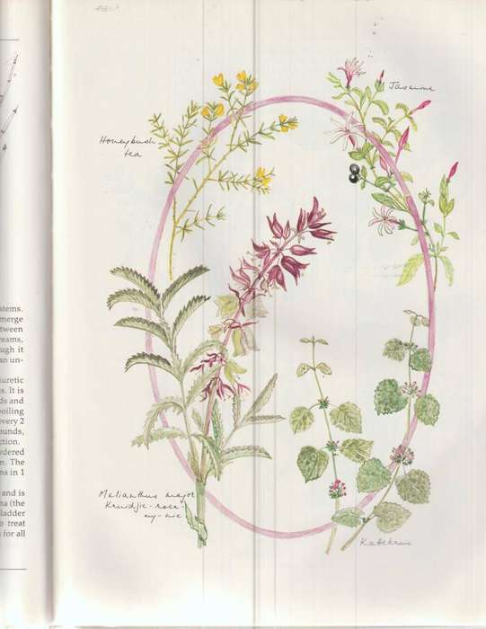 INDIGENOUS HEALING PLANTS by MARGARET ROBERTS