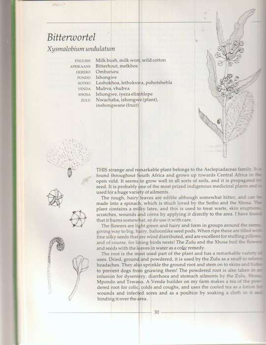 INDIGENOUS HEALING PLANTS by MARGARET ROBERTS