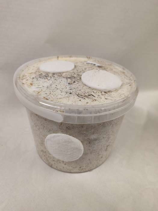 Pink Oyster Mushroom Grow Kit (2.5L/1.25kg)