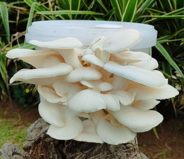 White oyster mushroom grow kit (2.5L/1.25kg)