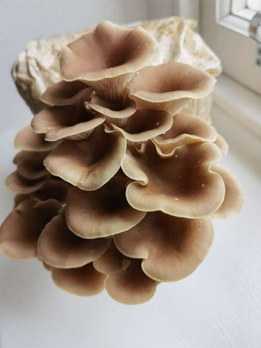Brown Oyster mushroom grow bucket (5L)