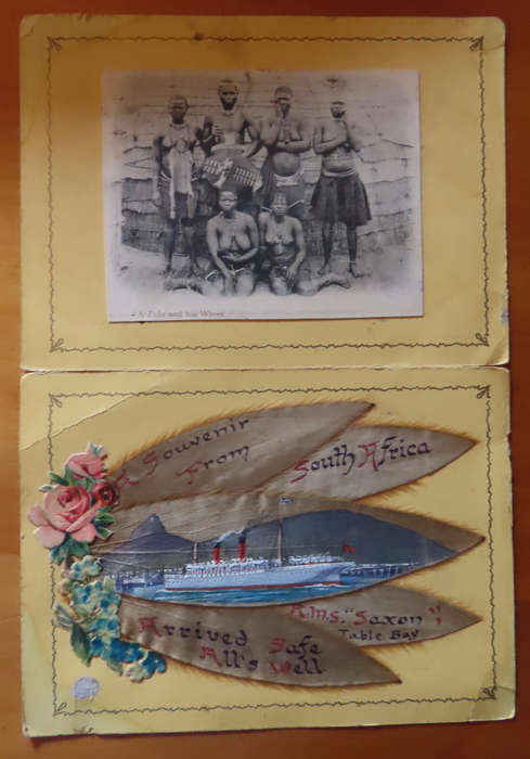 Silver Leaves (Everlasting) From Table Mountain - with arrival of R.M.S. Saxony