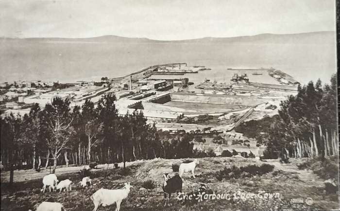 Antique Post card - Cape Town - Harbour