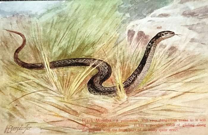 Antique Post Card art by Egersdorfer. Animal series VI, 5