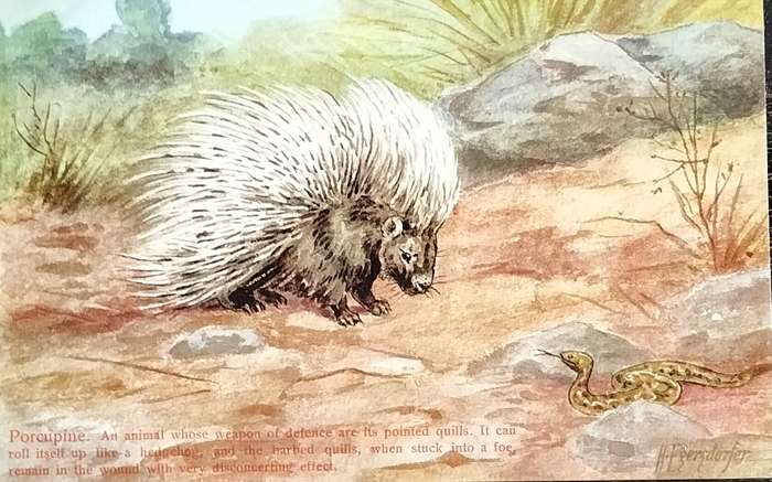 Antique Post Card art by Egersdorfer. Animal series III, 3