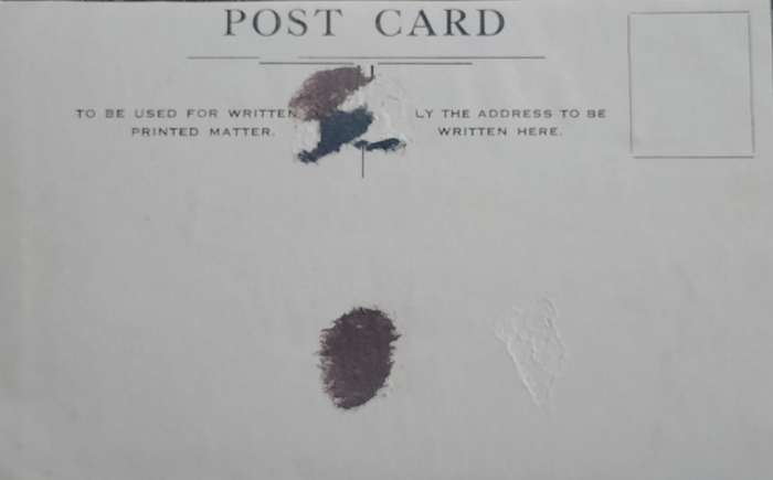 Vintage Post card - Dog