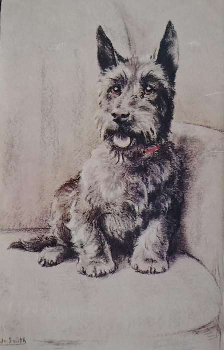 Vintage Post card - Dog