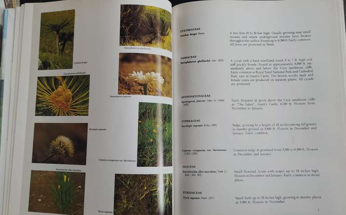 Wild flowers of the Natal Drakensberg (Trauseld, 1969)