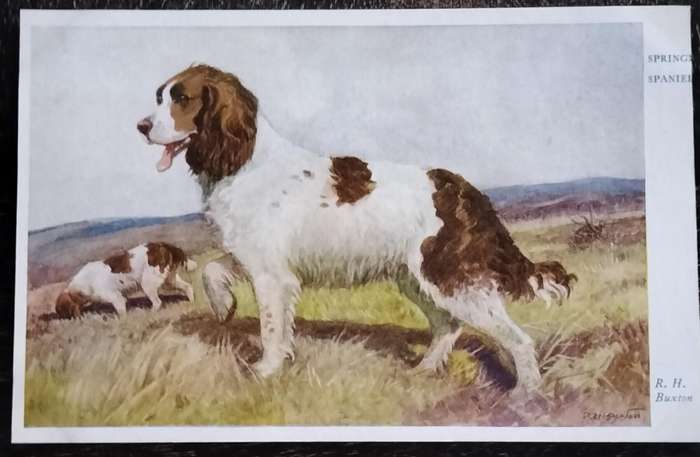 Vintage Post Card - Dogs