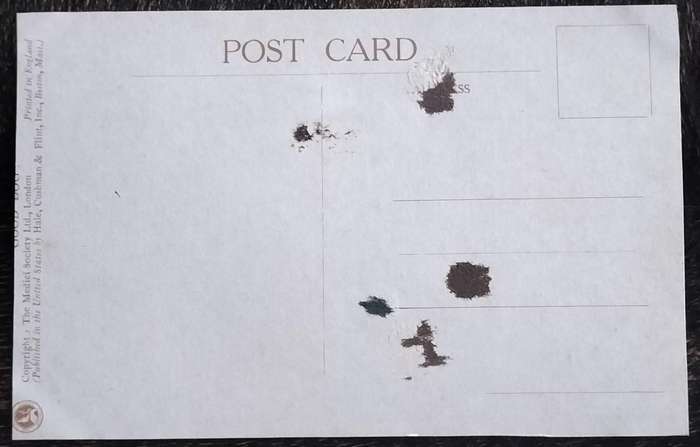 Vintage Post Card - Dogs