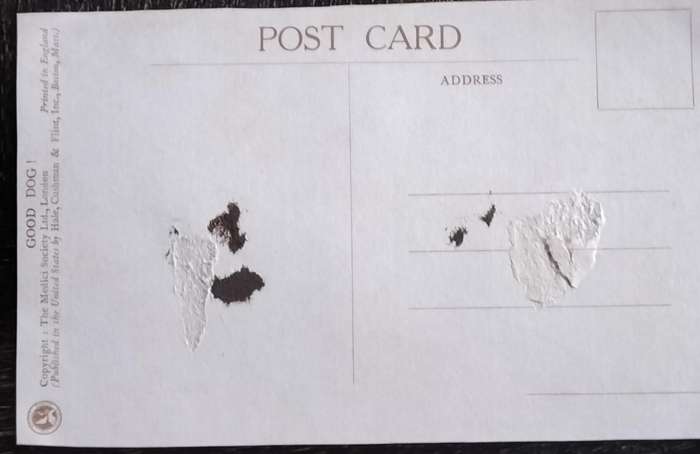Vintage Post Card - Dogs